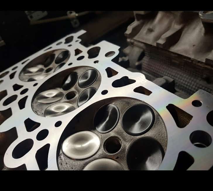 Reitsamer Saugerköpfe – Bild 1